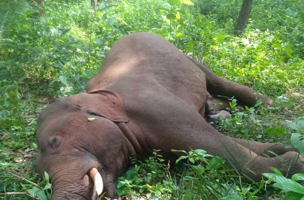 झापामा हात्ती मृत भेटियो